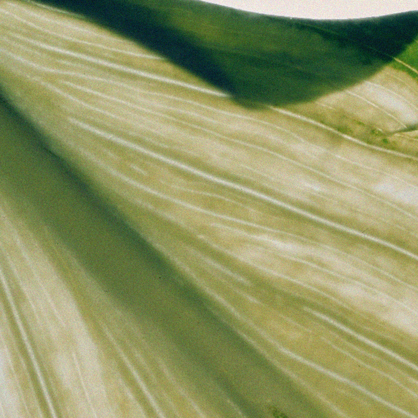 EGCG